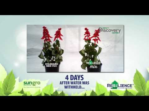 Salvia splendens 46 jours après repiquage