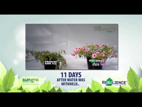 Calibrachoa hybride 41 jours après repiquage