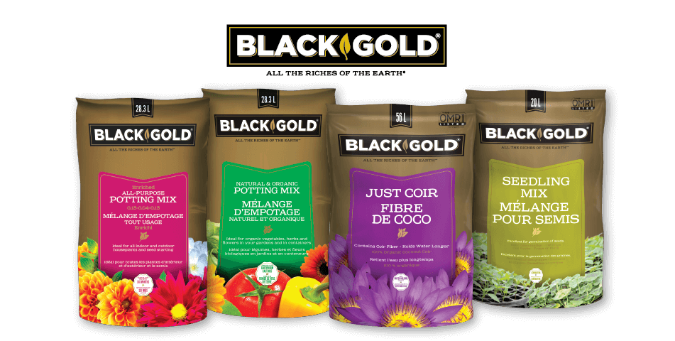 Blackgold-Bags_Cultivation_951x480_CAN