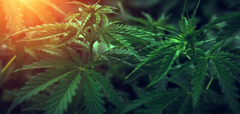 cannabis-hemp-acts-regulations_fr